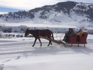 Keith-Babe-Mule-sleigh-ride