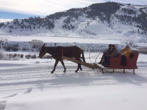Babe performs under harness as she pulls a sleigh of friends through the snow.