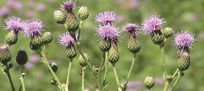 An example of Noxious Canada Thistle.