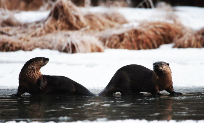 photo by Josh Richert River otters play in Grand County.