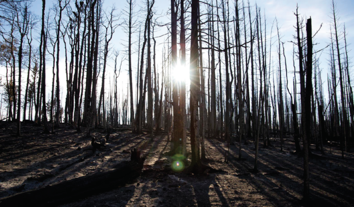 photo by Hannah George Standing dead: burnt out trees from the Silver Creek fire. An assessment of the impact and total damages of the fire will be done later.