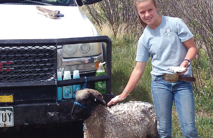 photo courtesy of Tim Wall Facebook | Kenna Wall bathes her 4-H lamb. The Middle Park Fair & Rodeo board recently made the decision to move forward with a traditional livestock show. The board is working with a plan with the county codevelop a plan with COVID-19 precautions in place.