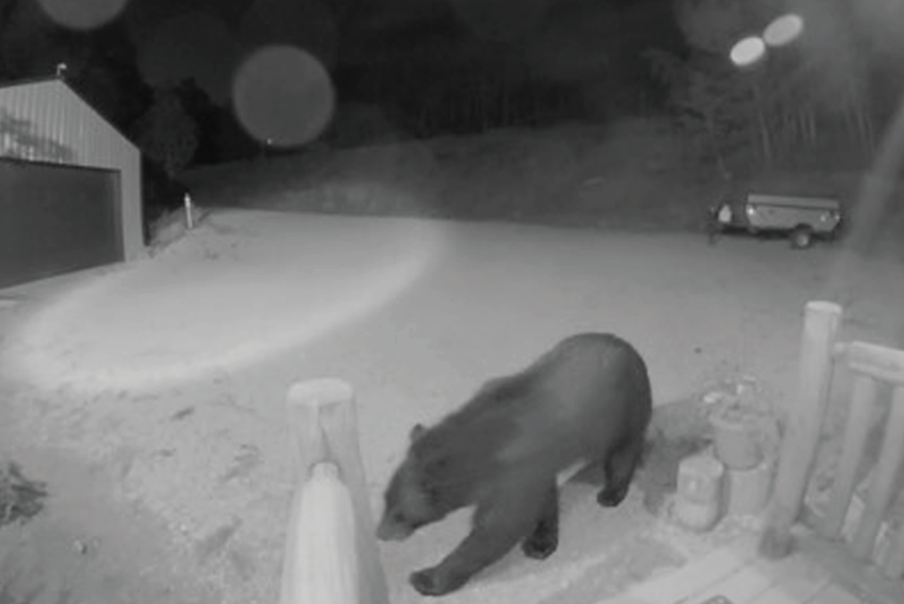 photo by Rick and Karen Mann | Security cameras catch a bear on the prowl for a midnight snack.