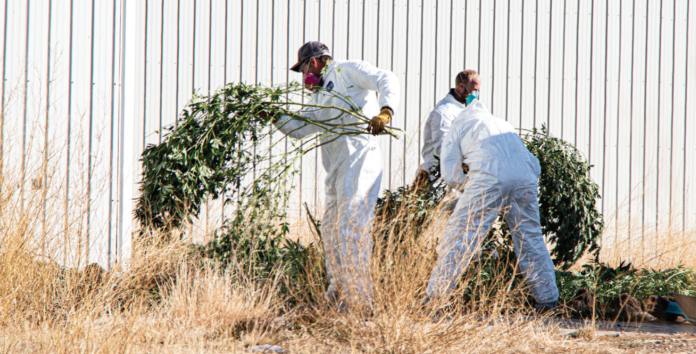 Drug Enforcement Administration investigates an illegal marijuana grow op on the Troublesome. Law enforcement agents seize evidence on Wednesday morning.