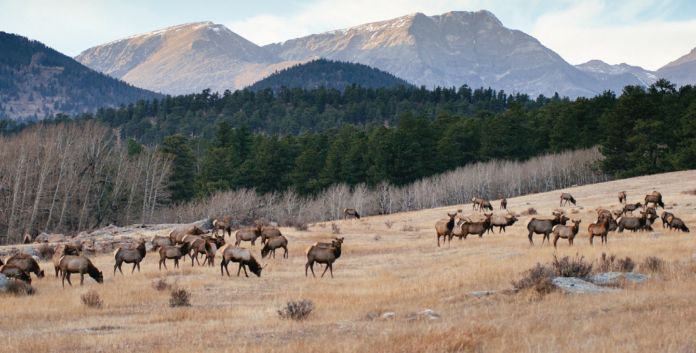 photo courtesy of Colorado Parks and Wildlife