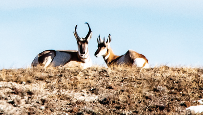 photo by Kim Cameron | A pair of antelope rest on a hilltop along the T pair of antelope rest on a hilltop along the Troublesome Road.