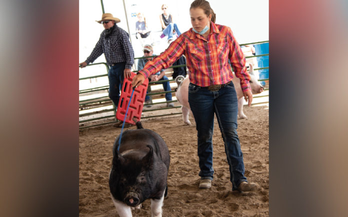 photo by Kim Cameron Aida Hester shows her pig at the Middle Park Fair & Rodeo in August. Her father, Nate Hester is in the background. Nate and Laura Hester were named Most Suportive Parents while Aida received the Outstanding Livestock Member Award and is this year’s 4-H Council president.