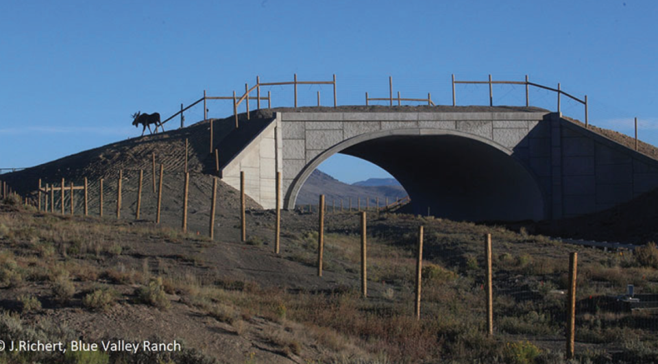 "A five-year effectiveness study of the Highway 9 Colorado River South Wildlife  and  Safety  Improvement  project  concluded  with,  “extreme success and as a model to promote similar projects in Colorado.” The project  decreased  wildlife-related  accidents  88  percent  and  carcass counts were down 90 percent along the fenced portion of the highway."