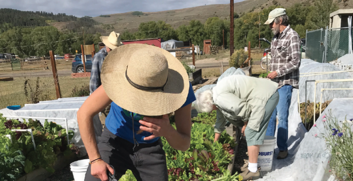 Grand County gardeners tend to their rented beds, harvesting fresh organic reggies and gathering among friends.