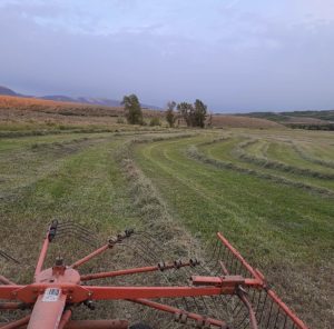 Raking-up-the-hay-into-wind-rows-for-the-baling-process